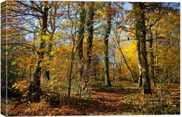 Belfairs Wood in Autumn, Westcliff on Sea, Essex UK. Canvas Print by Peter Bolton