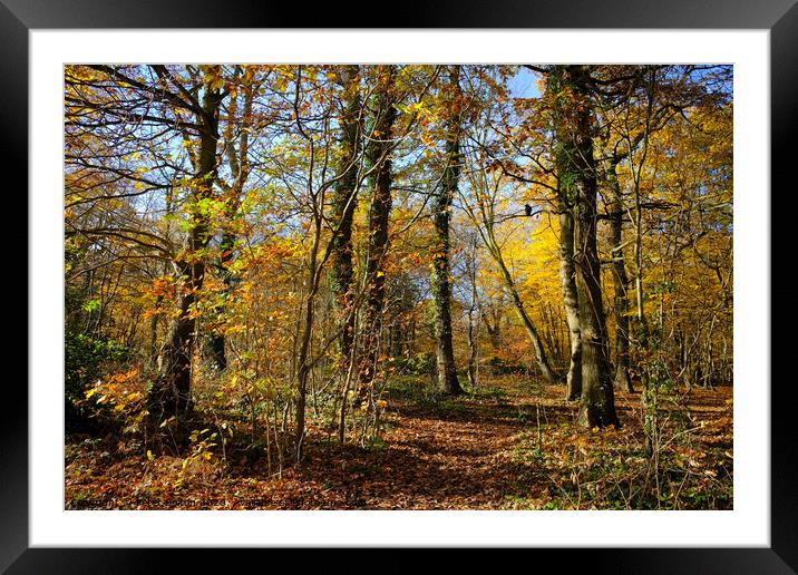 Belfairs Wood in Autumn, Westcliff on Sea, Essex UK. Framed Mounted Print by Peter Bolton
