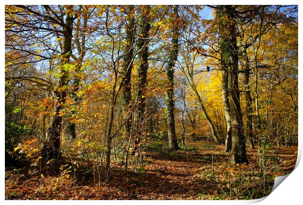 Belfairs Wood in Autumn, Westcliff on Sea, Essex UK. Print by Peter Bolton