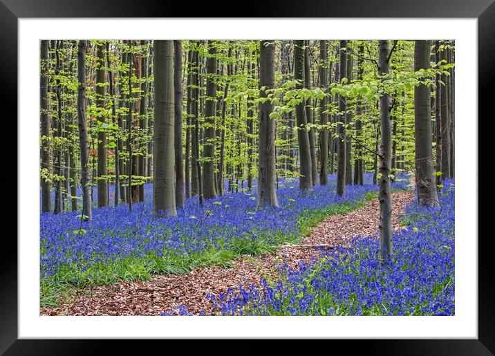 Path in Beech Forest with Bluebells Framed Mounted Print by Arterra 