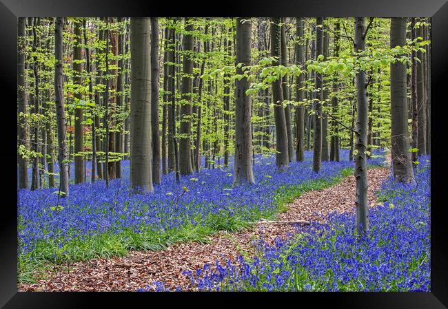 Path in Beech Forest with Bluebells Framed Print by Arterra 