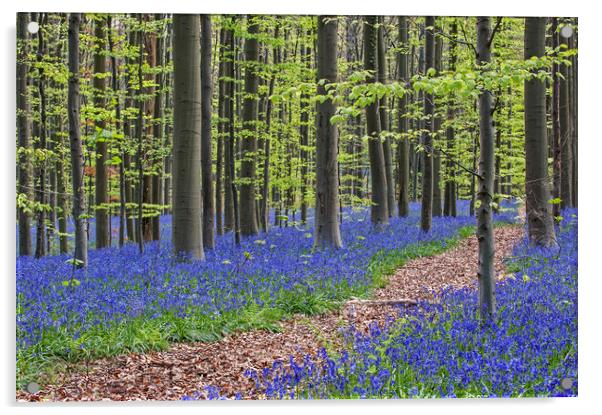 Path in Beech Forest with Bluebells Acrylic by Arterra 