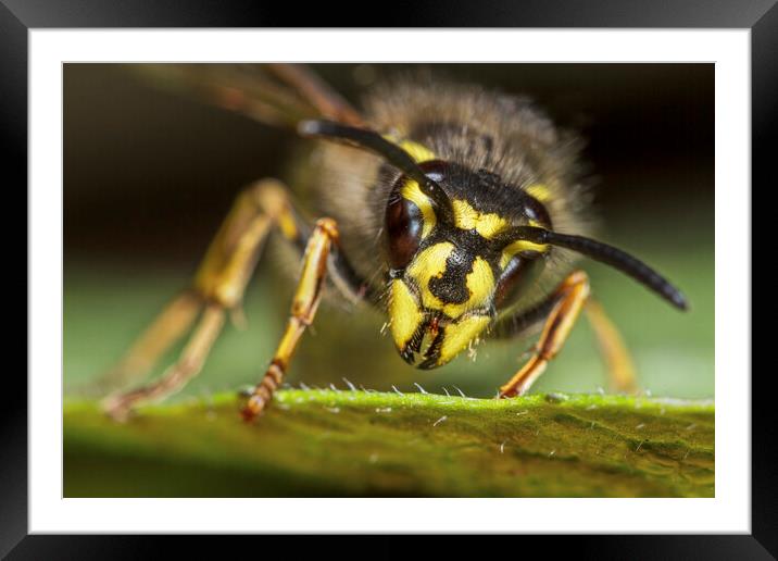 Common Wasp Queen Framed Mounted Print by Arterra 