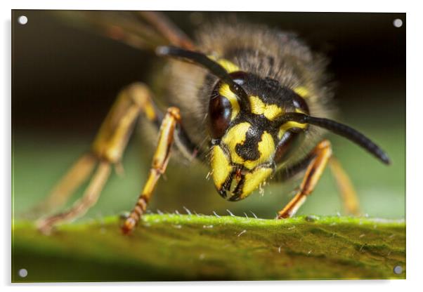 Common Wasp Queen Acrylic by Arterra 