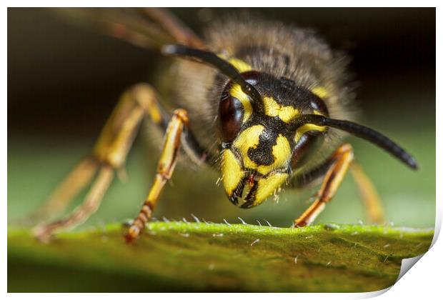 Common Wasp Queen Print by Arterra 