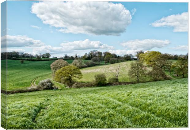 Fields in summer at Downham, Essex, UK. Canvas Print by Peter Bolton