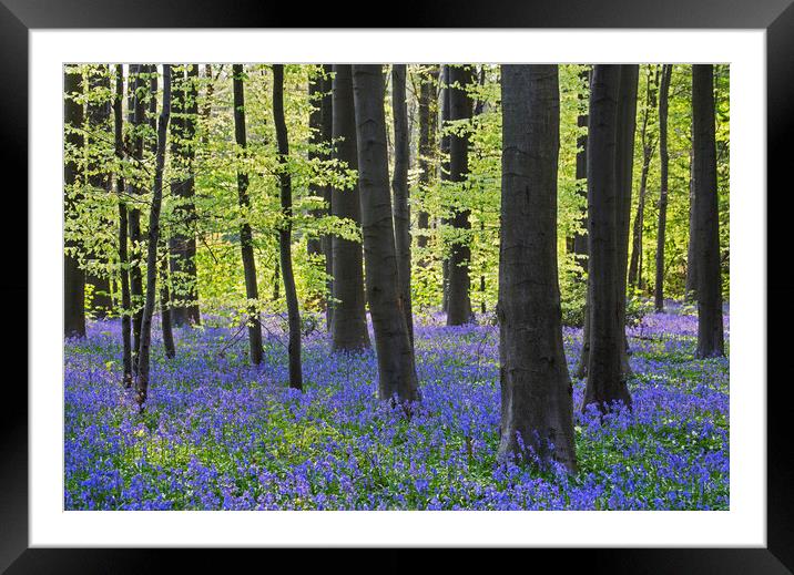 Beech Forest with Bluebells Framed Mounted Print by Arterra 