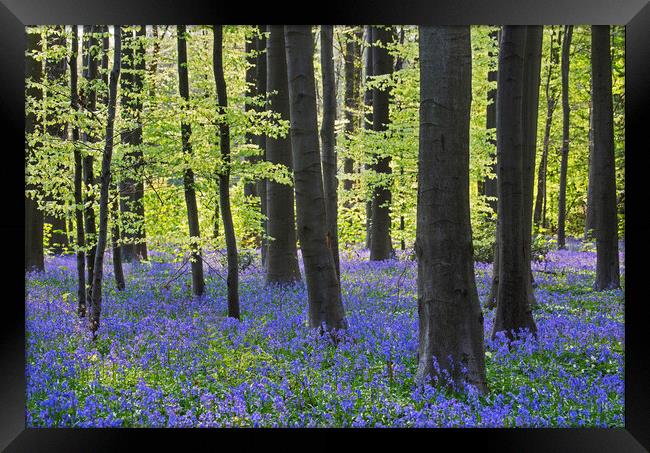 Beech Forest with Bluebells Framed Print by Arterra 