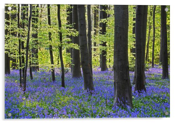 Beech Forest with Bluebells Acrylic by Arterra 