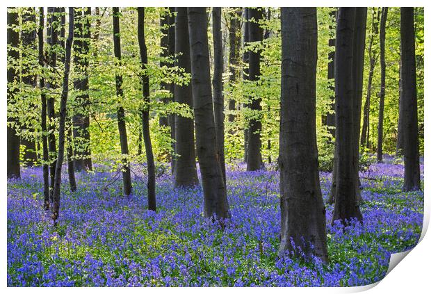Beech Forest with Bluebells Print by Arterra 