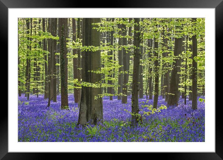 Bluebells in Woodland in Spring Framed Mounted Print by Arterra 