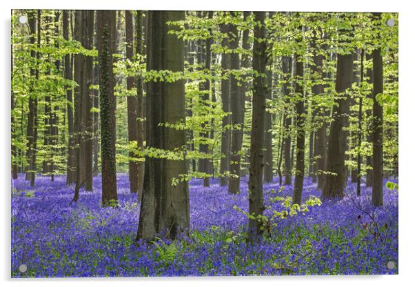 Bluebells in Woodland in Spring Acrylic by Arterra 