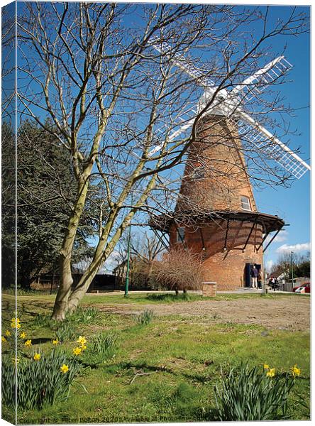 Rayleigh Mill, Essex, UK.  Canvas Print by Peter Bolton
