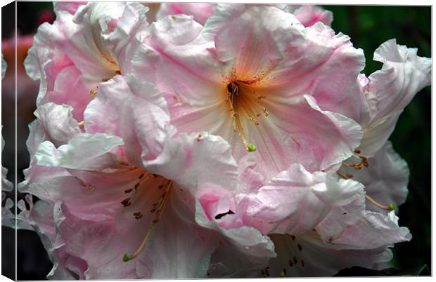 Pink Rhododendron Canvas Print by JEAN FITZHUGH