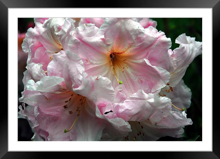 Pink Rhododendron Framed Mounted Print by JEAN FITZHUGH