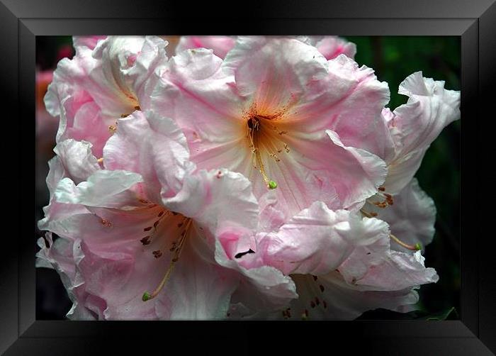 Pink Rhododendron Framed Print by JEAN FITZHUGH
