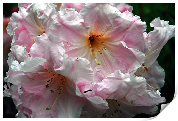 Pink Rhododendron Print by JEAN FITZHUGH