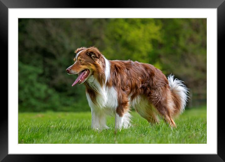 Brown Border Collie Framed Mounted Print by Arterra 