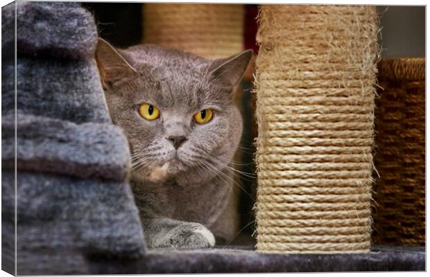 British Shorthair Canvas Print by Arterra 