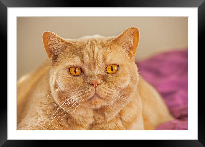 British Shorthair Cat Framed Mounted Print by Arterra 