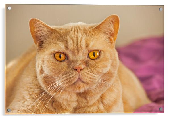 British Shorthair Cat Acrylic by Arterra 
