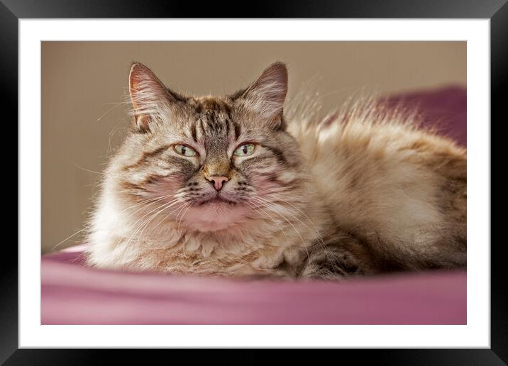 Persian Longhair Cat Framed Mounted Print by Arterra 