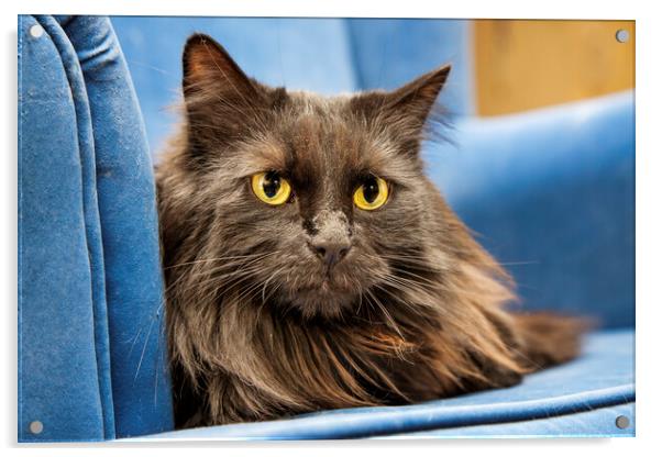 Persian Longhair Cat in Blue Sofa Acrylic by Arterra 