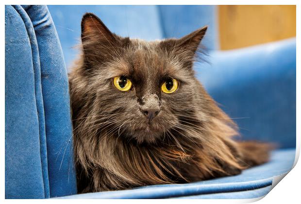 Persian Longhair Cat in Blue Sofa Print by Arterra 