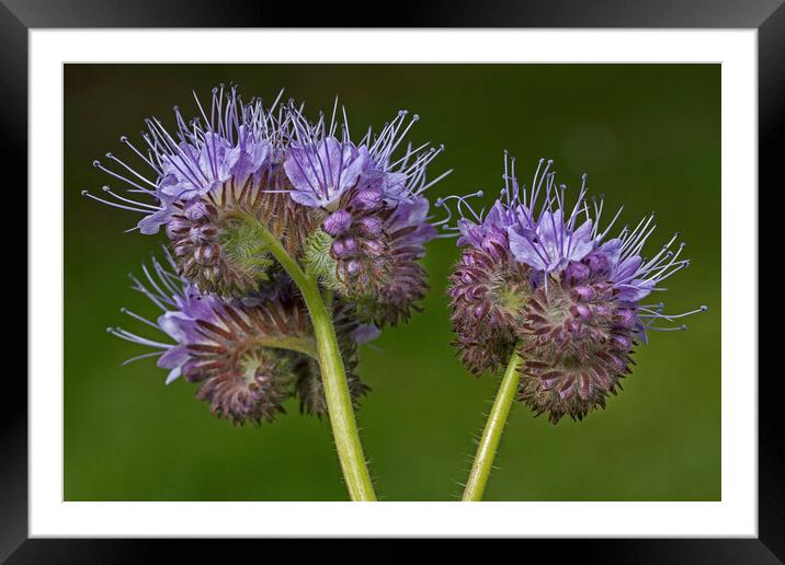 Lacy Phacelia - Phacelia tanacetifolia Framed Mounted Print by Arterra 