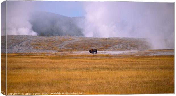 Fighting to Survive, Yellowstone National Park Canvas Print by Jules Taylor