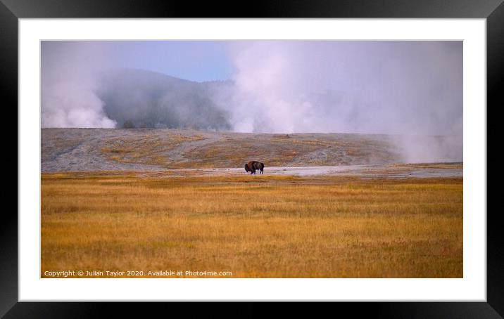 Fighting to Survive, Yellowstone National Park Framed Mounted Print by Jules Taylor