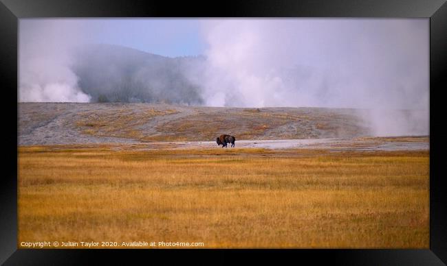 Fighting to Survive, Yellowstone National Park Framed Print by Jules Taylor