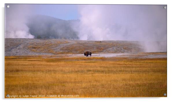 Fighting to Survive, Yellowstone National Park Acrylic by Jules Taylor