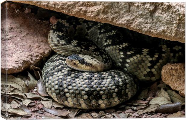 Northern Black-tailed Rattlesnake Canvas Print by Arterra 