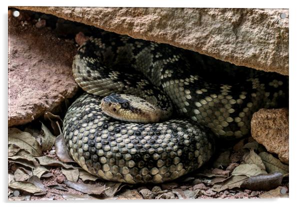 Northern Black-tailed Rattlesnake Acrylic by Arterra 