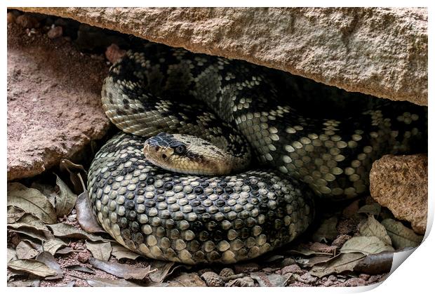 Northern Black-tailed Rattlesnake Print by Arterra 