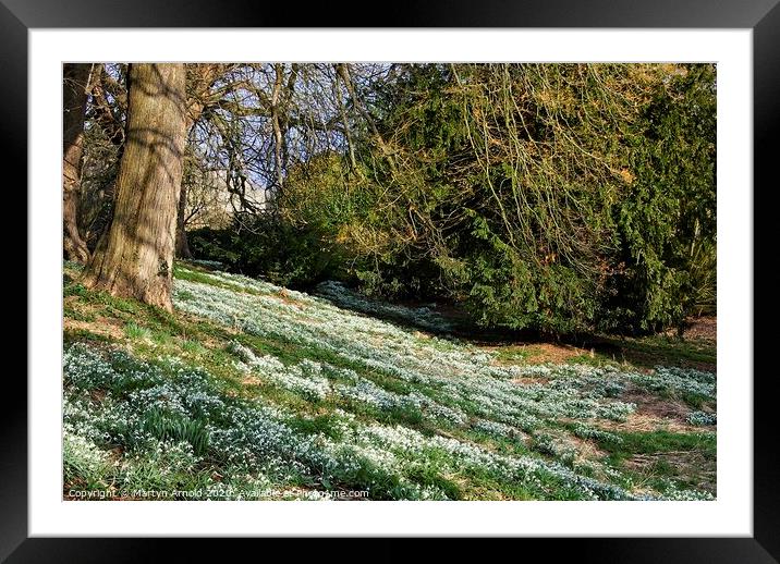 Deene Park Snowdrops Framed Mounted Print by Martyn Arnold