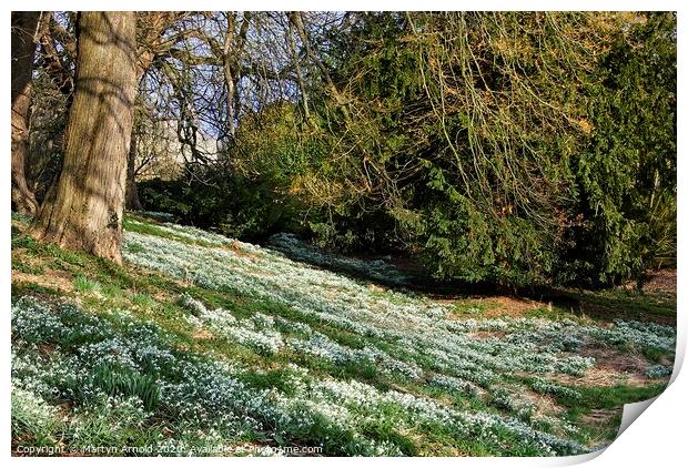 Deene Park Snowdrops Print by Martyn Arnold