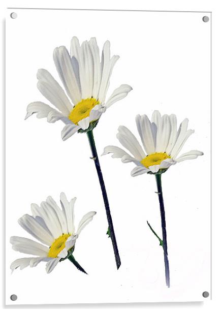 3 Daisy's Acrylic by Doug McRae
