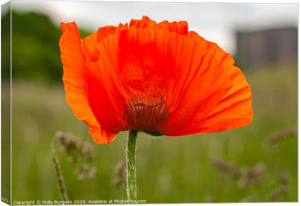 Poppy Remembrance Canvas Print by Holly Burgess