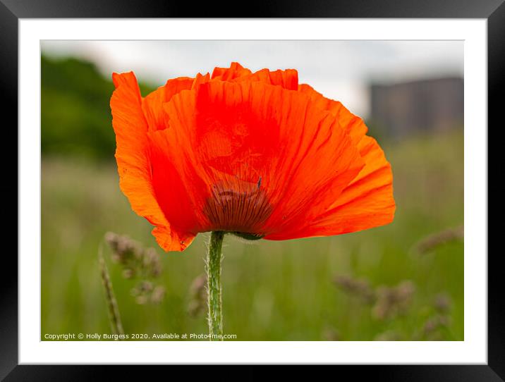 Poppy Remembrance Framed Mounted Print by Holly Burgess