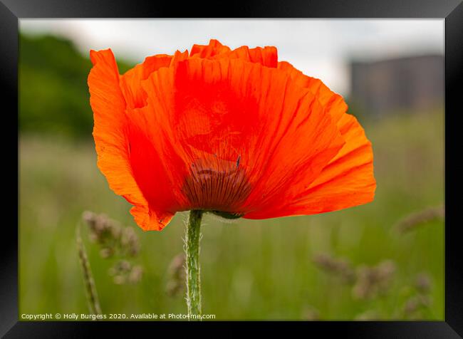 Poppy Remembrance Framed Print by Holly Burgess