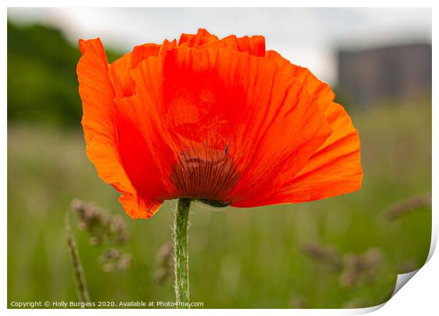 Poppy Remembrance Print by Holly Burgess