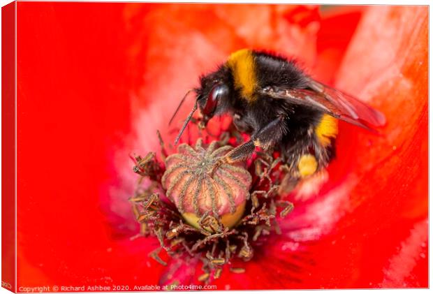 Bee in Poppy Canvas Print by Richard Ashbee