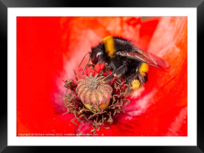 Bee in Poppy Framed Mounted Print by Richard Ashbee