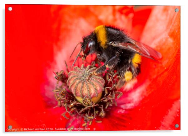 Bee in Poppy Acrylic by Richard Ashbee