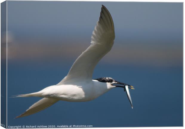Sandwich tern with fish Canvas Print by Richard Ashbee