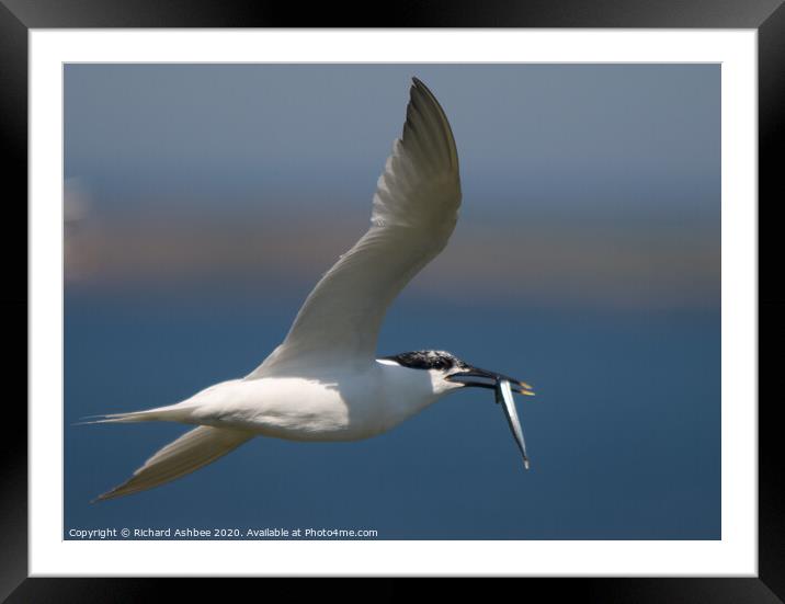 Sandwich tern with fish Framed Mounted Print by Richard Ashbee