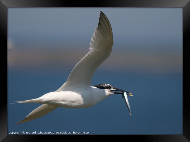 Sandwich tern with fish Framed Print by Richard Ashbee