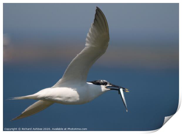 Sandwich tern with fish Print by Richard Ashbee